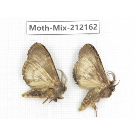 Moths sp. China, Yunnan, Nujiang valley, N of Mt.Biluoxueshan. 2Pcs. Moth-Mix-212162.
