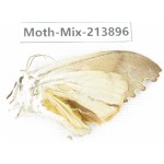 Moths sp. China, Yunnan, Nujiang valley, N of Mt.Biluoxueshan. 1Pcs. Moth-Mix-213896.
