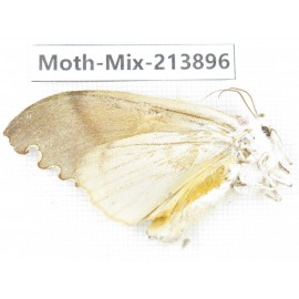 Moths sp. China, Yunnan, Nujiang valley, N of Mt.Biluoxueshan. 1Pcs. Moth-Mix-213896.