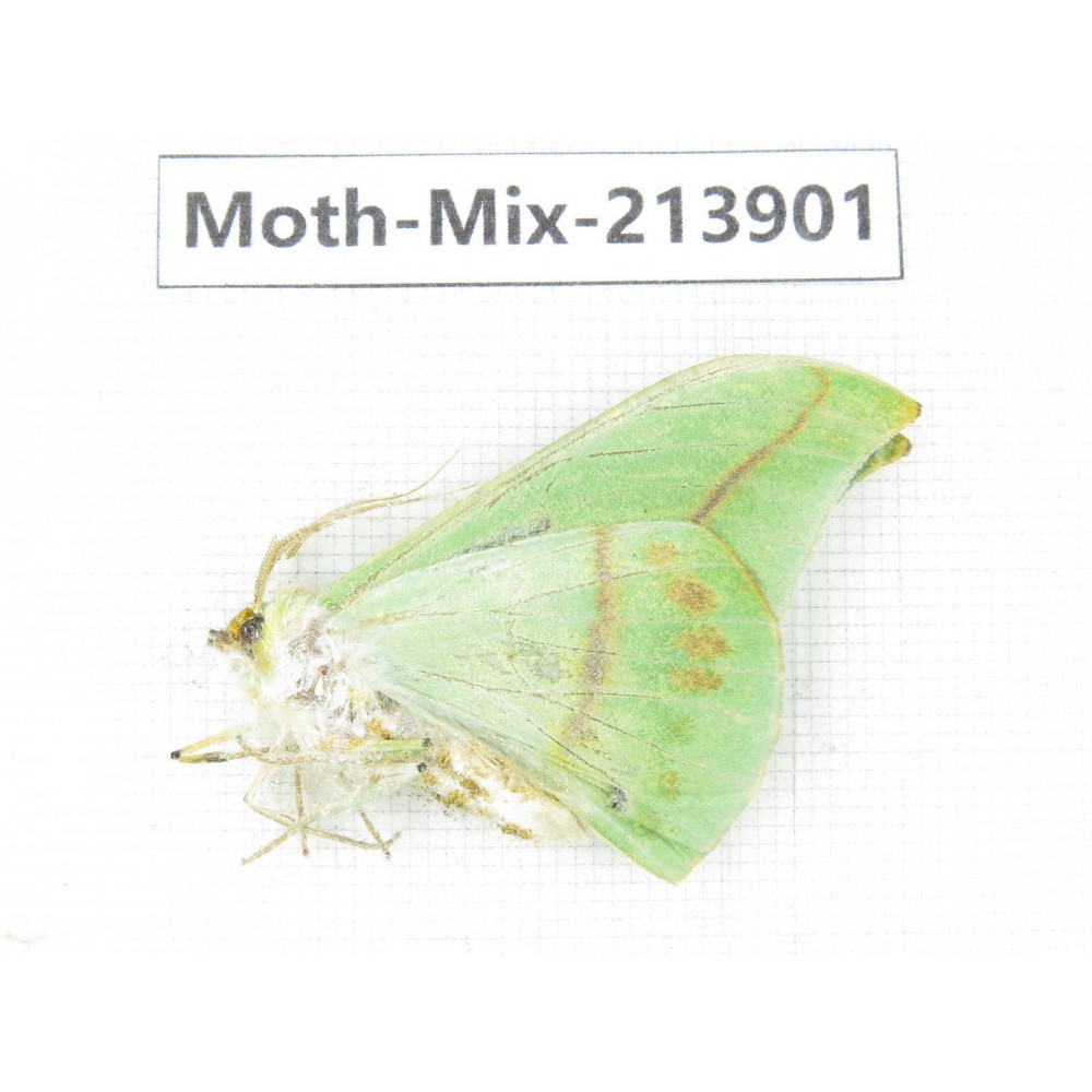 Moths sp. China, Yunnan, Nujiang valley, N of Mt.Biluoxueshan. 1Pcs. Moth-Mix-213901.