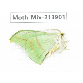 Moths sp. China, Yunnan, Nujiang valley, N of Mt.Biluoxueshan. 1Pcs. Moth-Mix-213901.