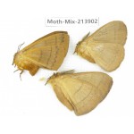 Moths sp. China, Yunnan, Nujiang valley, N of Mt.Biluoxueshan. 3Pcs. Moth-Mix-213902.