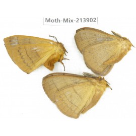 Moths sp. China, Yunnan, Nujiang valley, N of Mt.Biluoxueshan. 3Pcs. Moth-Mix-213902.