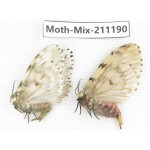 Moths sp. China, Yunnan, Nujiang valley, N of Mt.Biluoxueshan. 2Pcs. Moth-Mix-211190.