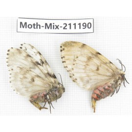 Moths sp. China, Yunnan, Nujiang valley, N of Mt.Biluoxueshan. 2Pcs. Moth-Mix-211190.