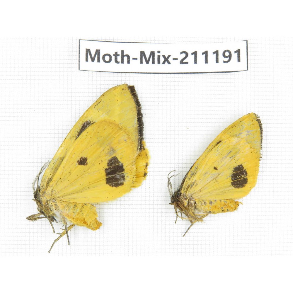 Moths sp. China, Yunnan, Nujiang valley, N of Mt.Biluoxueshan. 2Pcs. Moth-Mix-211191.