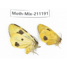Moths sp. China, Yunnan, Nujiang valley, N of Mt.Biluoxueshan. 2Pcs. Moth-Mix-211191.