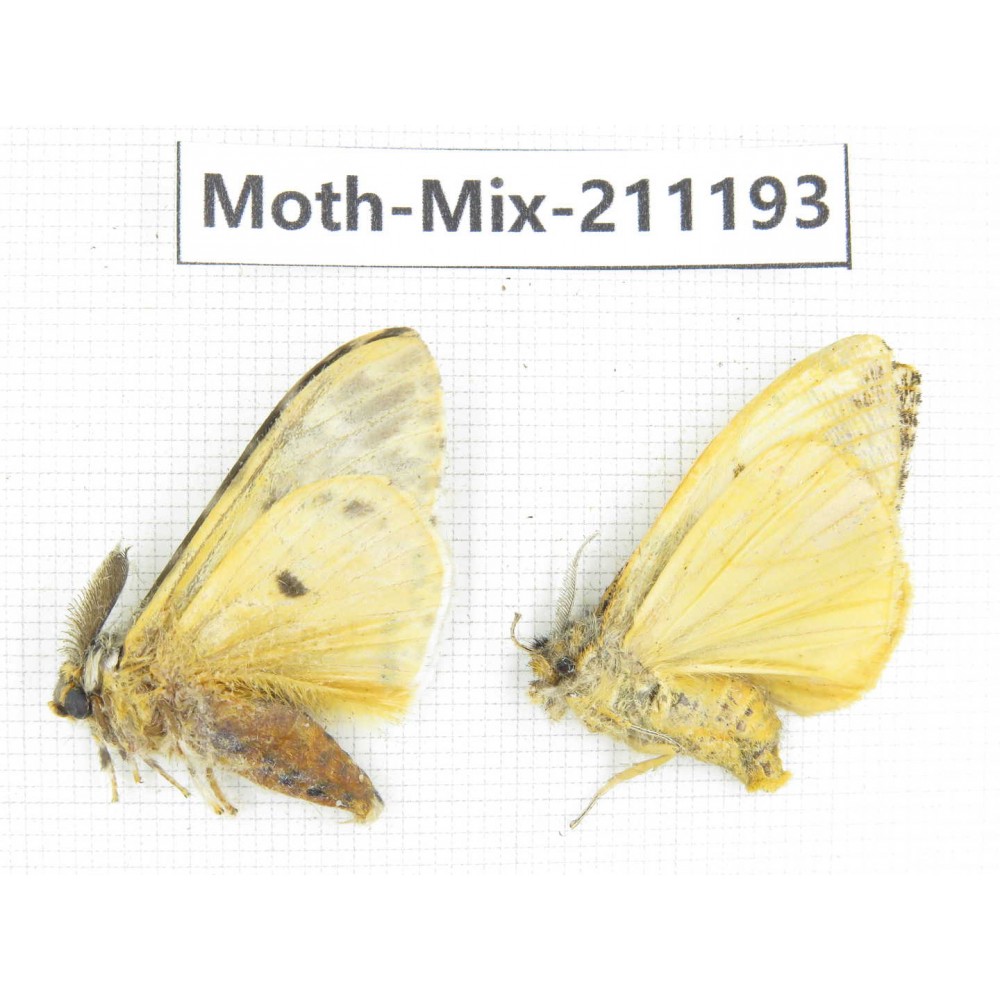 Moths sp. China, Yunnan, Nujiang valley, N of Mt.Biluoxueshan. 2Pcs. Moth-Mix-211193.