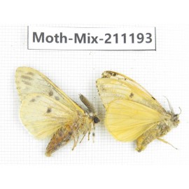 Moths sp. China, Yunnan, Nujiang valley, N of Mt.Biluoxueshan. 2Pcs. Moth-Mix-211193.
