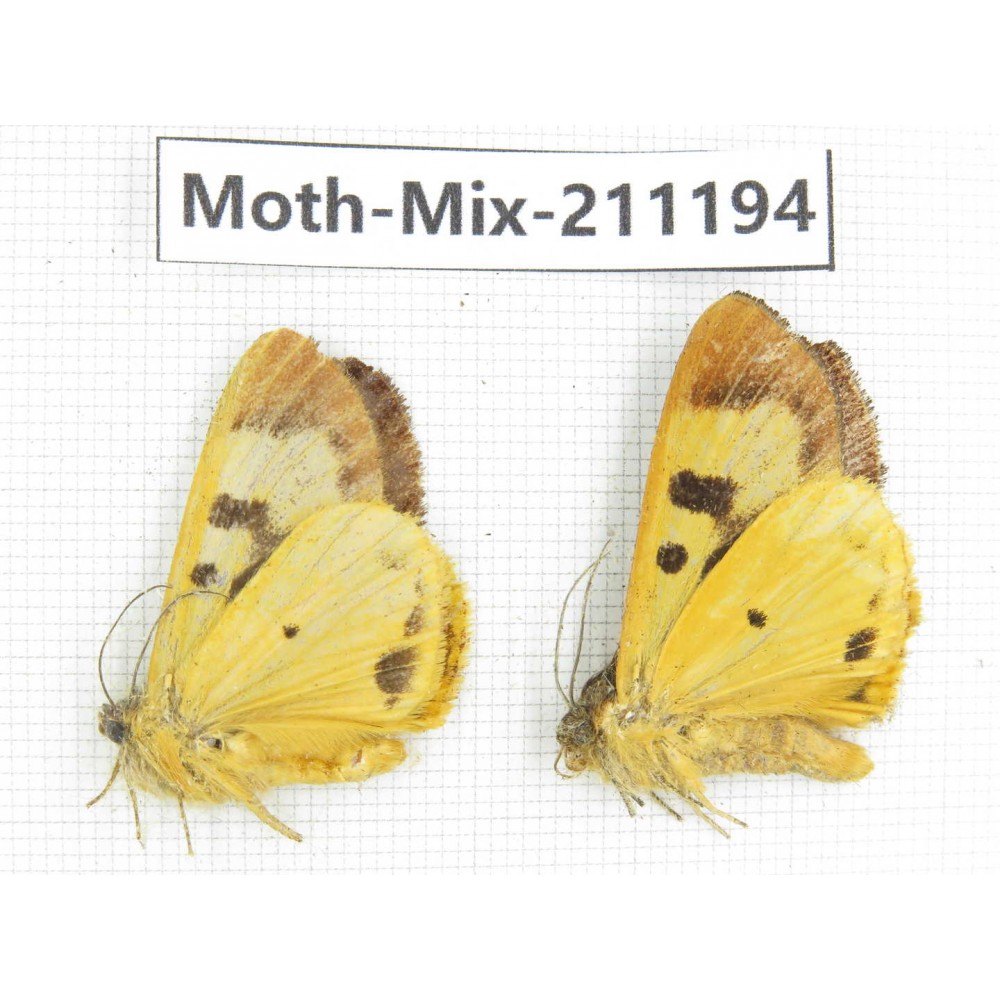 Moths sp. China, Yunnan, Nujiang valley, N of Mt.Biluoxueshan. 2Pcs. Moth-Mix-211194.