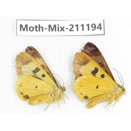 Moths sp. China, Yunnan, Nujiang valley, N of Mt.Biluoxueshan. 2Pcs. Moth-Mix-211194.