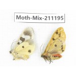 Moths sp. China, Yunnan, Nujiang valley, N of Mt.Biluoxueshan. 2Pcs. Moth-Mix-211195.