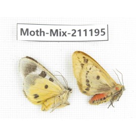 Moths sp. China, Yunnan, Nujiang valley, N of Mt.Biluoxueshan. 2Pcs. Moth-Mix-211195.