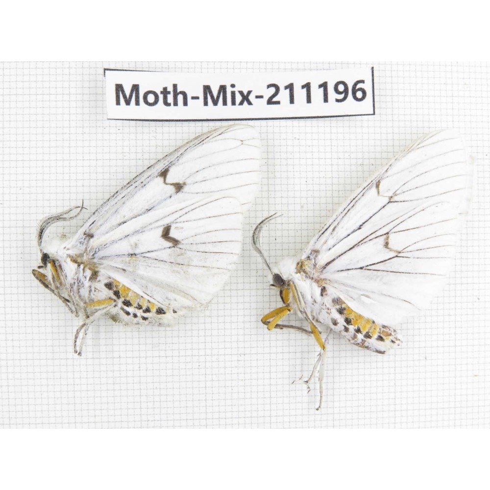 Moths sp. China, Yunnan, Nujiang valley, N of Mt.Biluoxueshan. 2Pcs. Moth-Mix-211196.