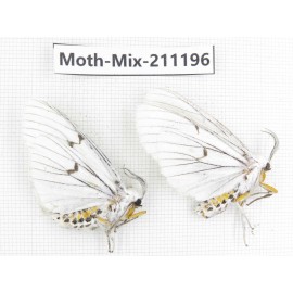 Moths sp. China, Yunnan, Nujiang valley, N of Mt.Biluoxueshan. 2Pcs. Moth-Mix-211196.