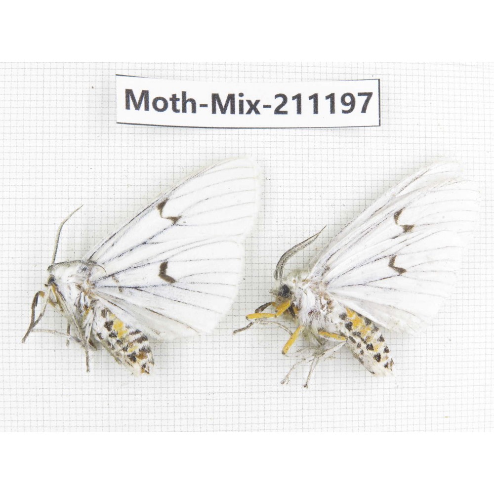 Moths sp. China, Yunnan, Nujiang valley, N of Mt.Biluoxueshan. 2Pcs. Moth-Mix-211197.