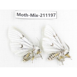 Moths sp. China, Yunnan, Nujiang valley, N of Mt.Biluoxueshan. 2Pcs. Moth-Mix-211197.