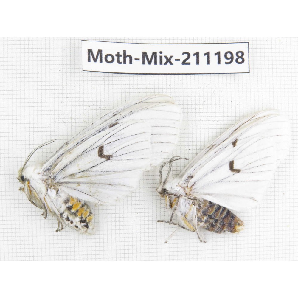 Moths sp. China, Yunnan, Nujiang valley, N of Mt.Biluoxueshan. 2Pcs. Moth-Mix-211198.