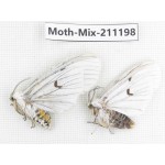 Moths sp. China, Yunnan, Nujiang valley, N of Mt.Biluoxueshan. 2Pcs. Moth-Mix-211198.