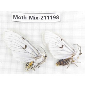 Moths sp. China, Yunnan, Nujiang valley, N of Mt.Biluoxueshan. 2Pcs. Moth-Mix-211198.