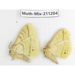 Moths sp. China, Yunnan, Nujiang valley, N of Mt.Biluoxueshan. 2Pcs. Moth-Mix-211204.