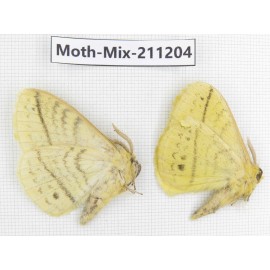 Moths sp. China, Yunnan, Nujiang valley, N of Mt.Biluoxueshan. 2Pcs. Moth-Mix-211204.