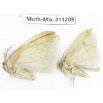 Moths sp. China, Yunnan, Nujiang valley, N of Mt.Biluoxueshan. 2Pcs. Moth-Mix-211209.