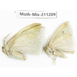 Moths sp. China, Yunnan, Nujiang valley, N of Mt.Biluoxueshan. 2Pcs. Moth-Mix-211209.