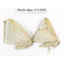 Moths sp. China, Yunnan, Nujiang valley, N of Mt.Biluoxueshan. 2Pcs. Moth-Mix-211209.