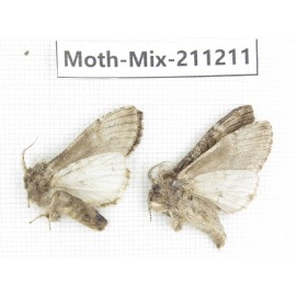 Moths sp. China, Yunnan, Nujiang valley, N of Mt.Biluoxueshan. 2Pcs. Moth-Mix-211211.