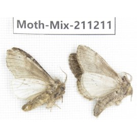 Moths sp. China, Yunnan, Nujiang valley, N of Mt.Biluoxueshan. 2Pcs. Moth-Mix-211211.