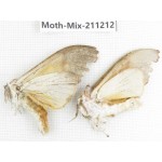 Moths sp. China, Yunnan, Nujiang valley, N of Mt.Biluoxueshan. 2Pcs. Moth-Mix-211212.