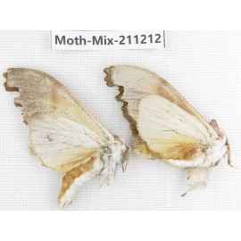 Moths sp. China, Yunnan, Nujiang valley, N of Mt.Biluoxueshan. 2Pcs. Moth-Mix-211212.