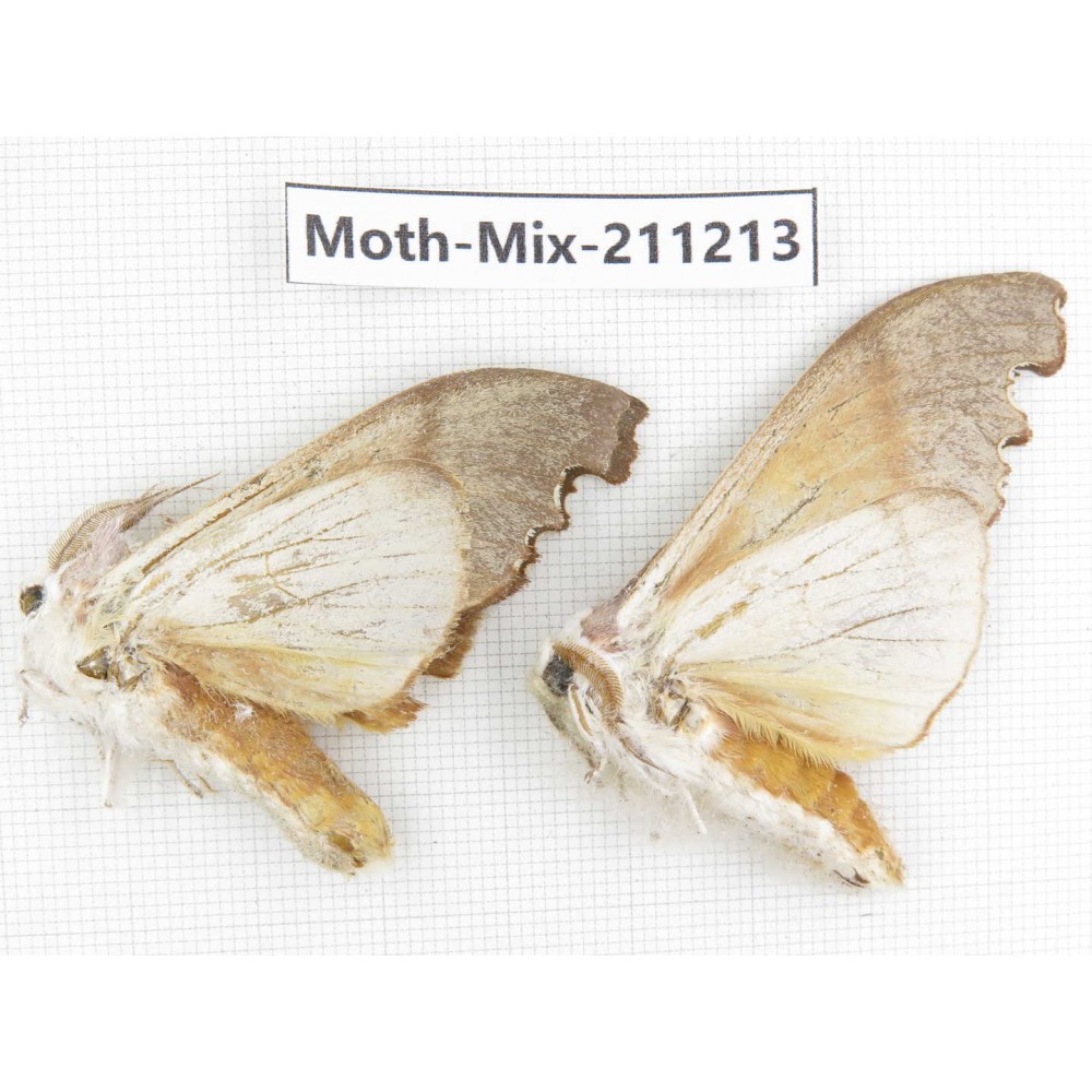 Moths sp. China, Yunnan, Nujiang valley, N of Mt.Biluoxueshan. 2Pcs. Moth-Mix-211213.