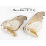 Moths sp. China, Yunnan, Nujiang valley, N of Mt.Biluoxueshan. 2Pcs. Moth-Mix-211213.