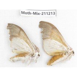 Moths sp. China, Yunnan, Nujiang valley, N of Mt.Biluoxueshan. 2Pcs. Moth-Mix-211213.