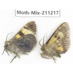 Moths sp. China, Yunnan, Nujiang valley, N of Mt.Biluoxueshan. 2Pcs. Moth-Mix-211217.