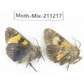 Moths sp. China, Yunnan, Nujiang valley, N of Mt.Biluoxueshan. 2Pcs. Moth-Mix-211217.