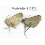 Moths sp. China, Yunnan, Nujiang valley, N of Mt.Biluoxueshan. 2Pcs. Moth-Mix-211228.