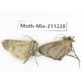 Moths sp. China, Yunnan, Nujiang valley, N of Mt.Biluoxueshan. 2Pcs. Moth-Mix-211228.