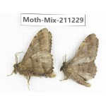 Moths sp. China, Yunnan, Nujiang valley, N of Mt.Biluoxueshan. 2Pcs. Moth-Mix-211229.
