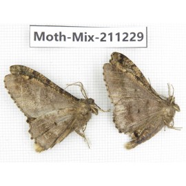 Moths sp. China, Yunnan, Nujiang valley, N of Mt.Biluoxueshan. 2Pcs. Moth-Mix-211229.