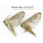 Moths sp. China, Yunnan, Nujiang valley, N of Mt.Biluoxueshan. 2Pcs. Moth-Mix-211233.