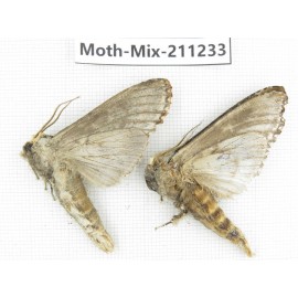 Moths sp. China, Yunnan, Nujiang valley, N of Mt.Biluoxueshan. 2Pcs. Moth-Mix-211233.
