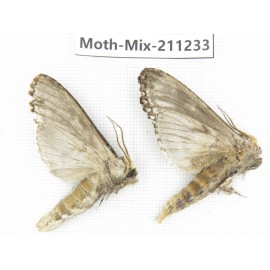 Moths sp. China, Yunnan, Nujiang valley, N of Mt.Biluoxueshan. 2Pcs. Moth-Mix-211233.