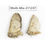 Moths sp. China, Yunnan, Nujiang valley, N of Mt.Biluoxueshan. 2Pcs. Moth-Mix-211247.