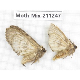 Moths sp. China, Yunnan, Nujiang valley, N of Mt.Biluoxueshan. 2Pcs. Moth-Mix-211247.