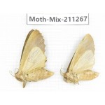 Moths sp. China, Yunnan, Nujiang valley, N of Mt.Biluoxueshan. 2Pcs. Moth-Mix-211267.