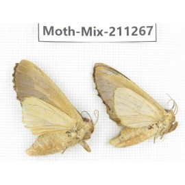 Moths sp. China, Yunnan, Nujiang valley, N of Mt.Biluoxueshan. 2Pcs. Moth-Mix-211267.