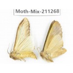 Moths sp. China, Yunnan, Nujiang valley, N of Mt.Biluoxueshan. 2Pcs. Moth-Mix-211268.